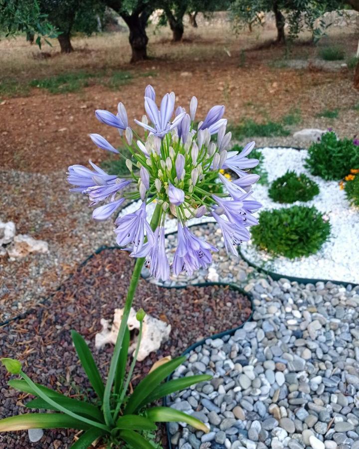Dimora Pianelle Bed and Breakfast Crispiano Εξωτερικό φωτογραφία